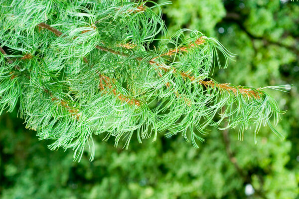Pinus strobus Tortuosa