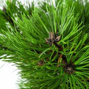 Pinus nigra Bambino / Dwarf Austrian Pine Quarter standard