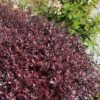 Pittosporum Tom Thumb - 5L pot
