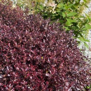 Pittosporum Tom Thumb
