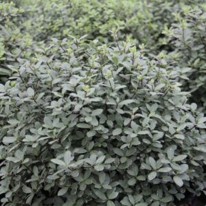 Pittosporum tenuifolium Silver Ball