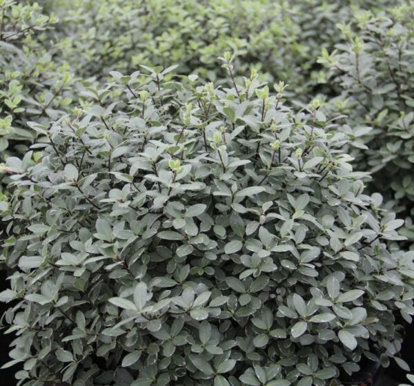 Pittosporum tenuifolium Silver Ball