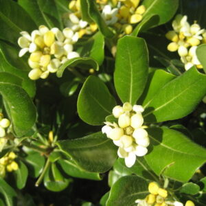 Pittosporum tobira 'Nana' / Japanese Mock Orange