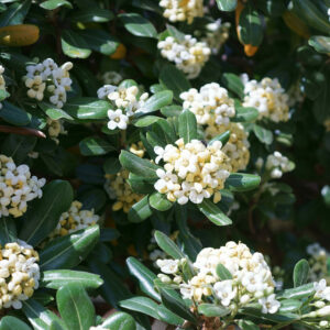Pittosporum tobira Standard Tree