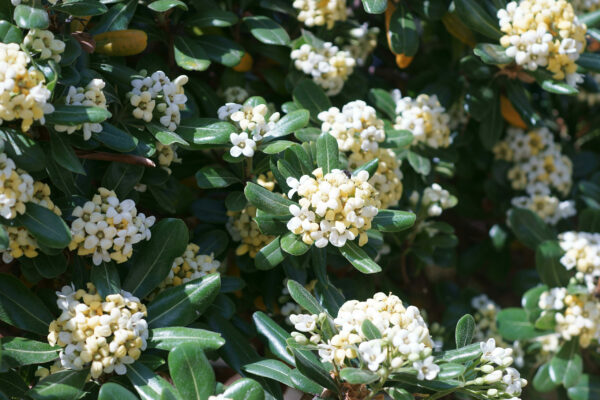 Pittosporum tobira Standard Tree