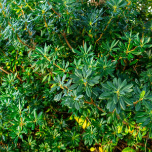Pittosporum tobira