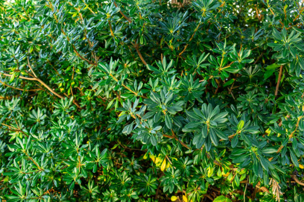 Pittosporum tobira