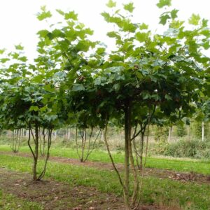 Platanus acerfolia Multistem Parachute