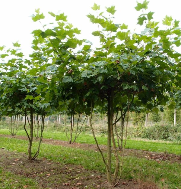 Platanus acerfolia Multistem Parachute