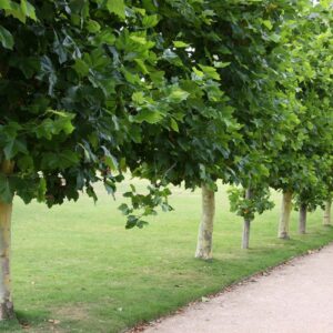 Platanus acerifolia / London Plane Tree
