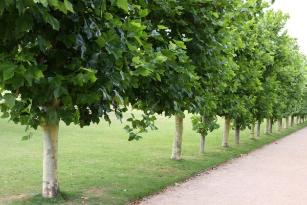 Platanus acerifolia / London Plane Tree