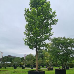 Platanus acerifolia / London Plane Specimen Tree