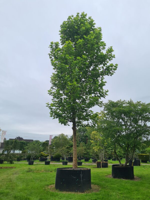 Platanus acerifolia / London Plane Specimen Tree