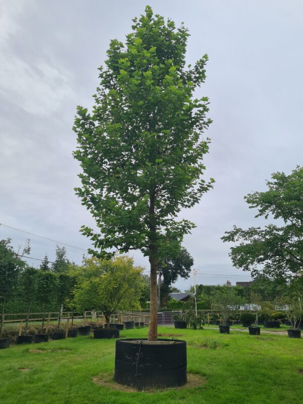 Platanus acerifolia / London Plane Specimen Tree - Image 2