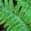 Polystichum munitum - 2L