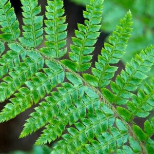 Polystichum munitum
