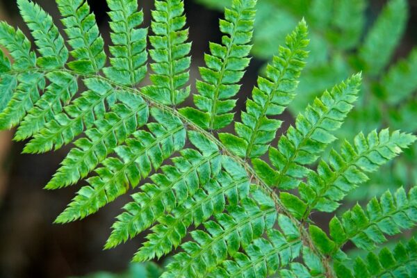 Polystichum munitum