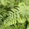 Polystichum polyblepharum - 2L