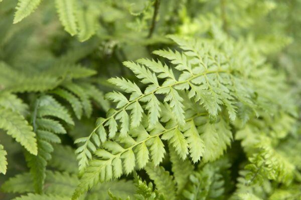 Polystichum polyblepharum