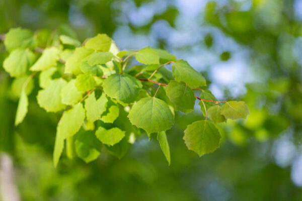 Populus tremula