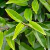 Prunus lusitanica - Full Frame Espalier - 55L pot with frame of 150cm high x 100cm wide