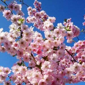 Prunus Accolade