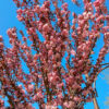 Prunus Amanogawa - 70L 10-12cm girth, 3-3.5m tall
