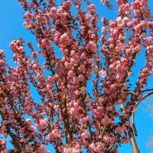 Prunus Amanogawa