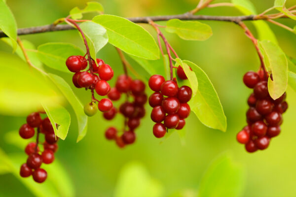 Prunus virginiana Canada Red - Image 2