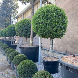Prunus caroliniana - 1/2 Standard tree