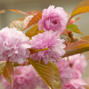 Prunus Kiku-shidare-zakura