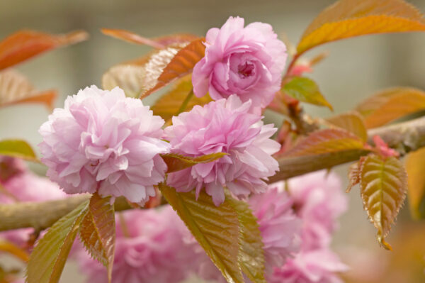 Prunus Kiku-shidare-zakura