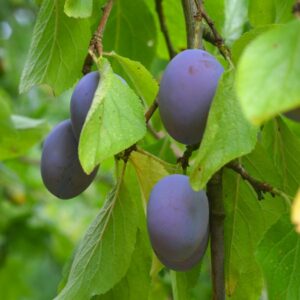 Prunus Damson