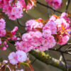 Prunus Kanzan - 30L 10-12cm girth, 1.5m clear stem, 3.5-4m tall