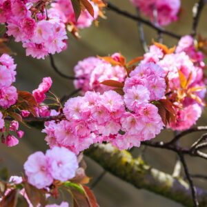 Prunus Kanzan