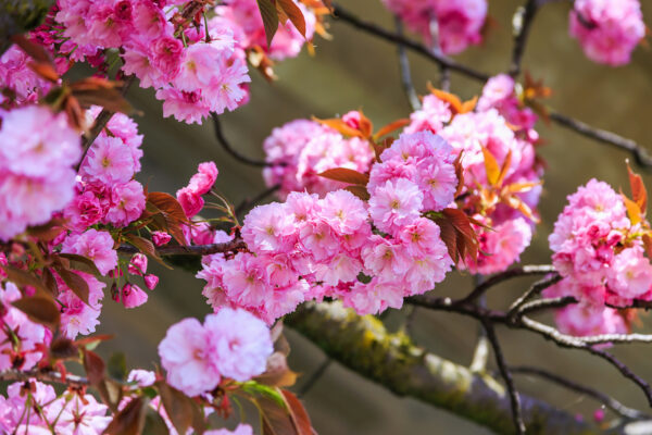Prunus Kanzan