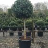 Prunus lusitanica - 1/2 & 3/4 Standards - 20L 1/2 Standard, 40-50cm head