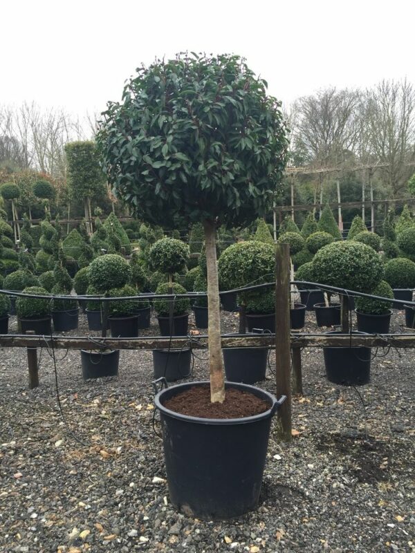 Prunus lusitanica - 1/2 & 3/4 Standards