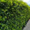 Prunus lusitanica / Portuguese Laurel - 3L 80-100cm