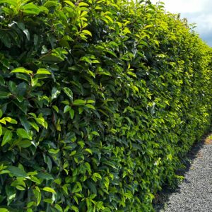 Prunus lusitanica / Portuguese Laurel