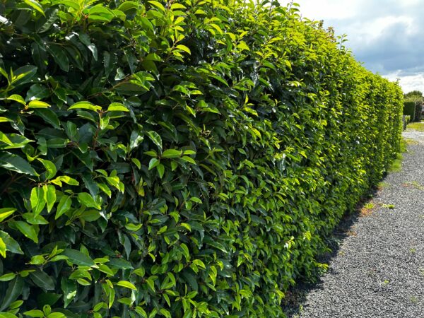 Prunus lusitanica / Portuguese Laurel