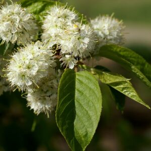 Prunus Maackii