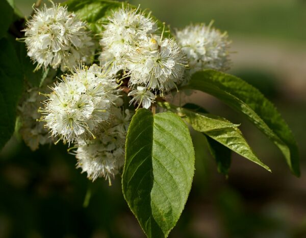 Prunus Maackii