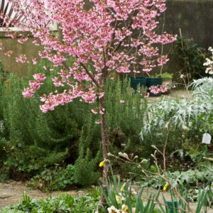 Prunus Okame flowering Cherry