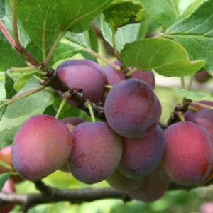 Prunus domestica Opal / Plum Tree