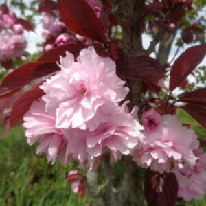 Prunus Royal Burgundy / Red leafed Cherry
