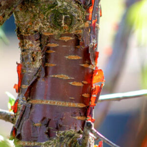 Prunus serrula Specimens
