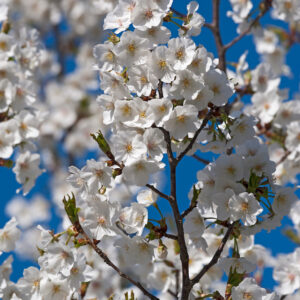 Prunus Umineko