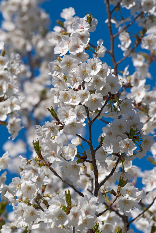Prunus Umineko