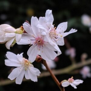 Prunus subhirtella Autumnalis